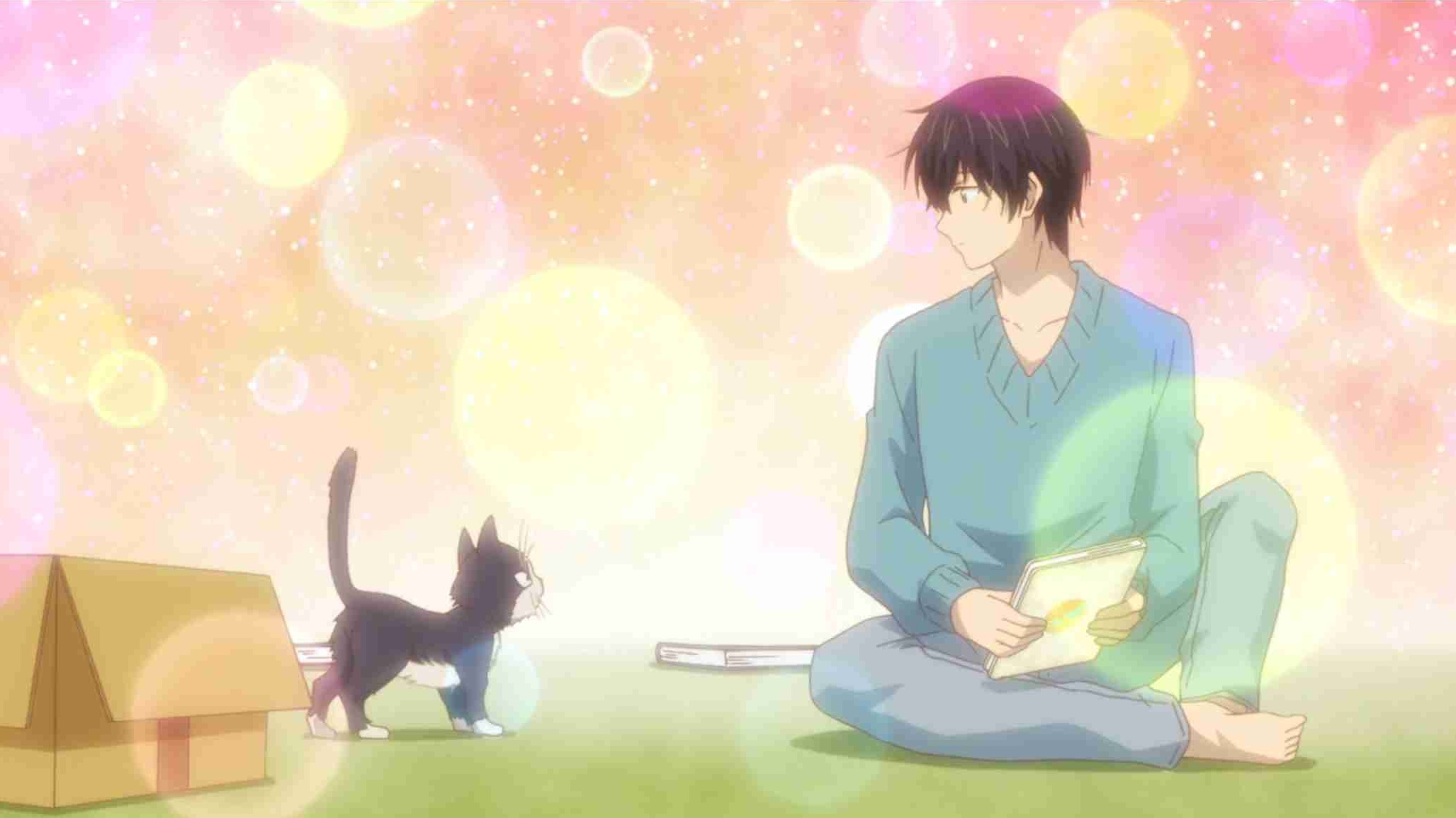 My roommate is a cat